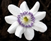 Hepatica japonica S...